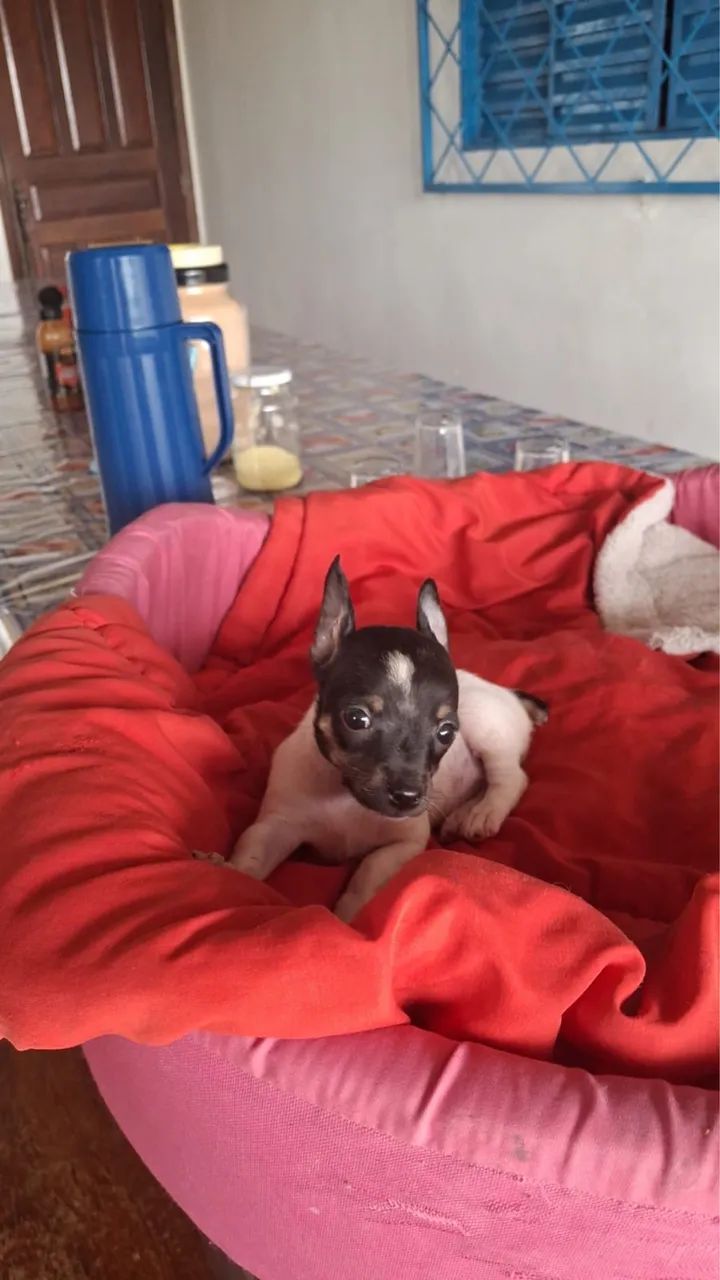Cachorro pinscher  - Foto 3