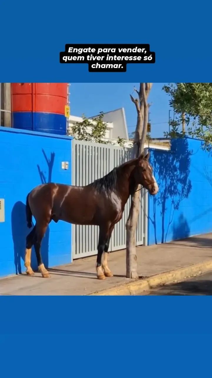 Engate cavalo e charrete 