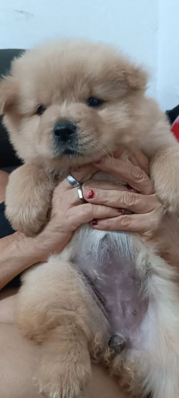 Filhote Chow Chow  - Foto 2