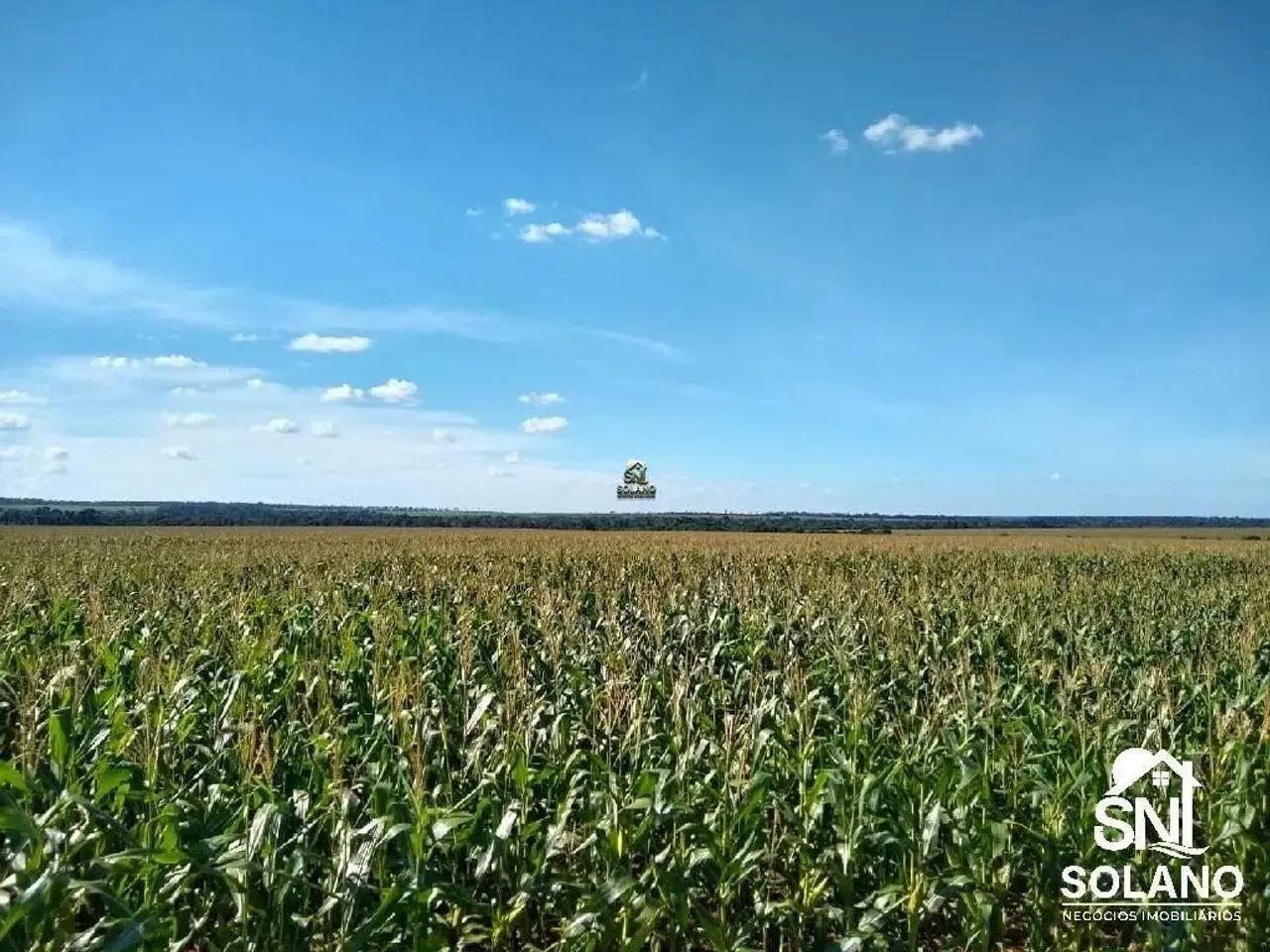 FAZENDA COM FABRICA DE ÓLEOS VEGETAIS EM NOVA MUTU/ MT. - Foto 2