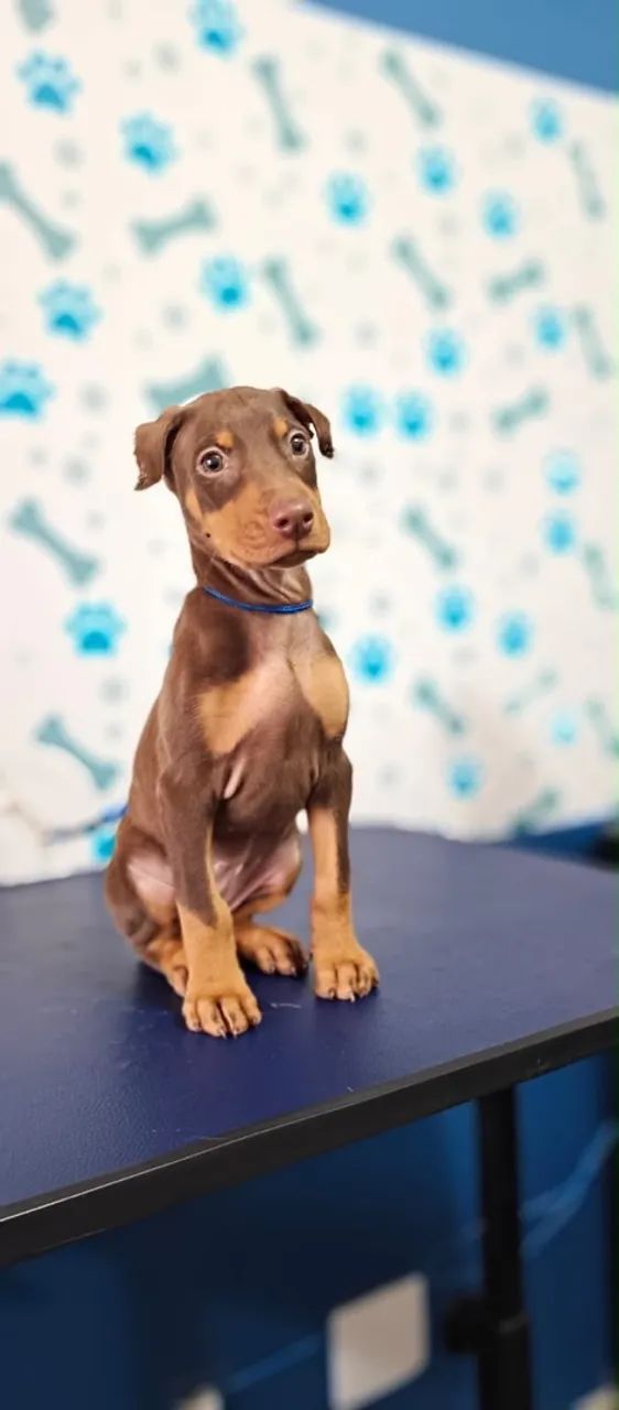 Doberman femea - Foto 2