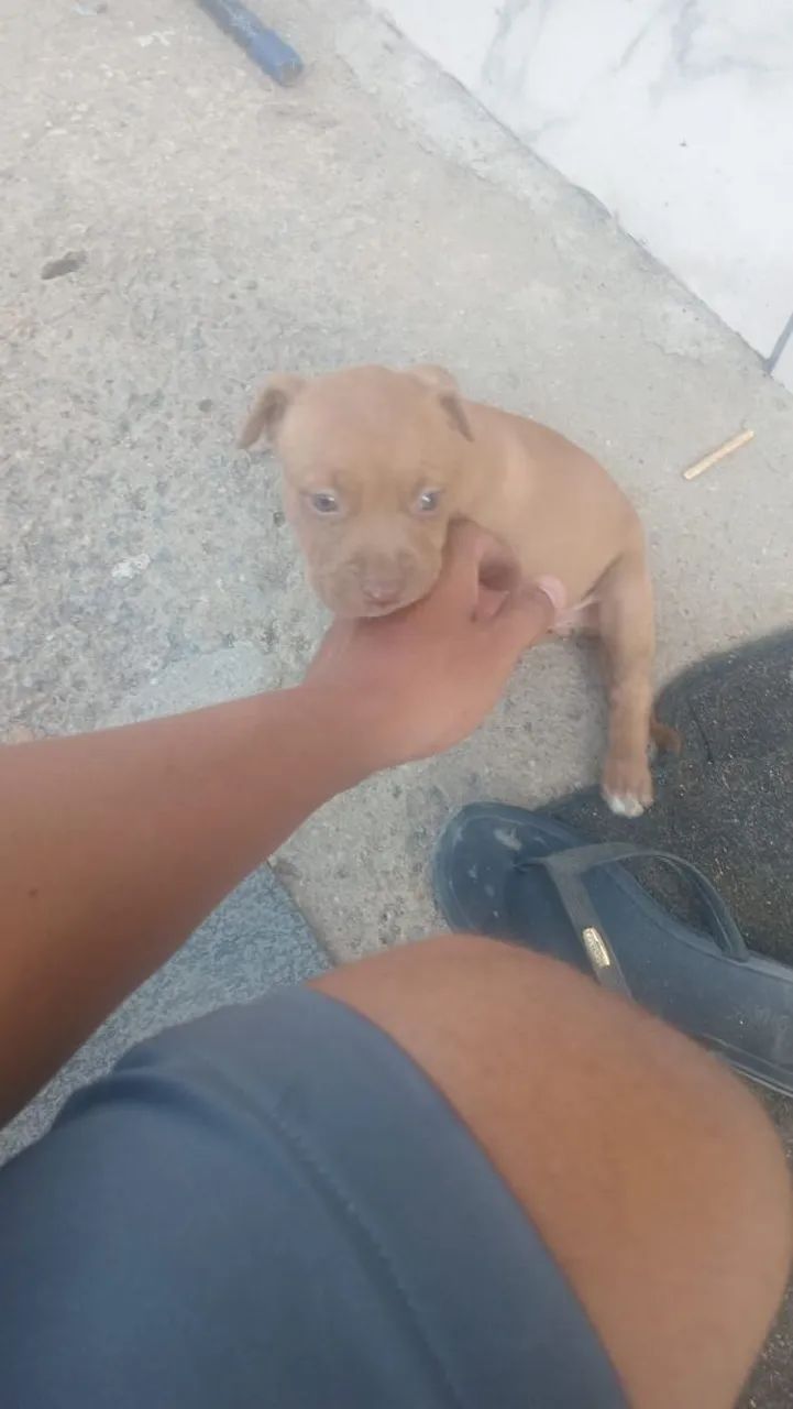 Vendo filhote de Pit Bull  - Foto 2