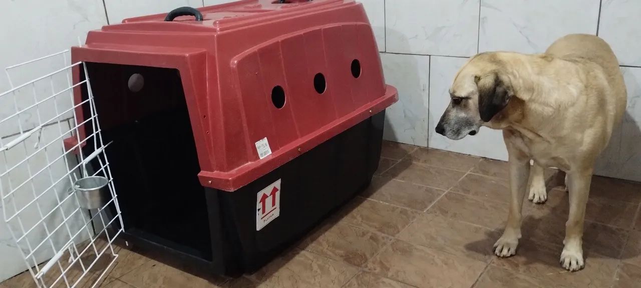 Caixa transportadora para cães de grande porte 