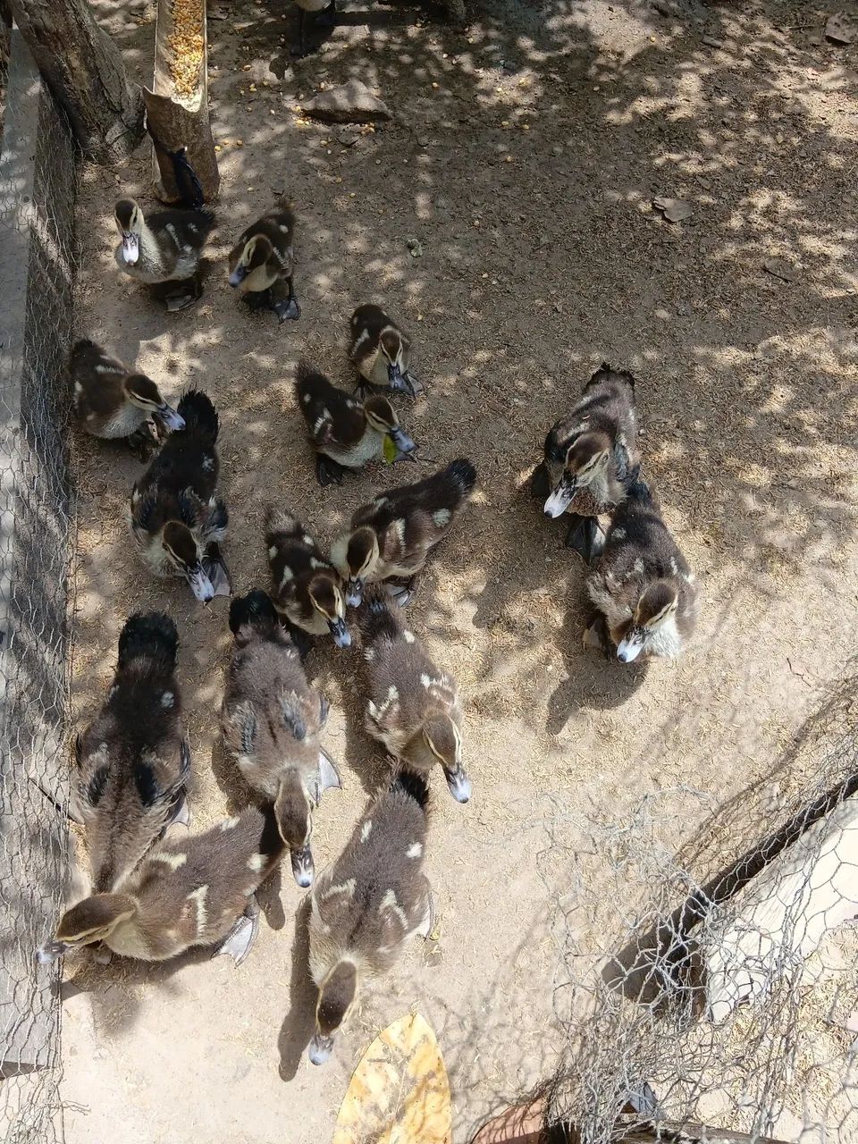 Patinhos com 1 mes