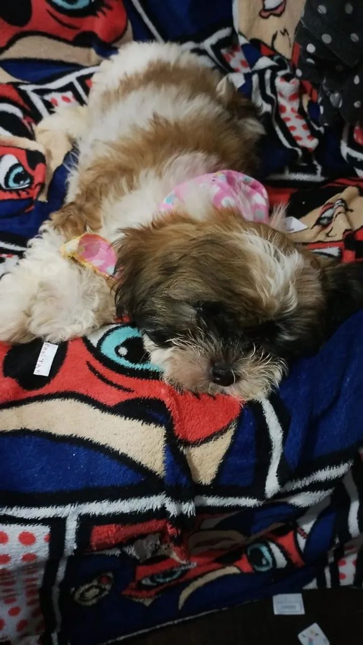 Filhotes fêmea de shihtzu 