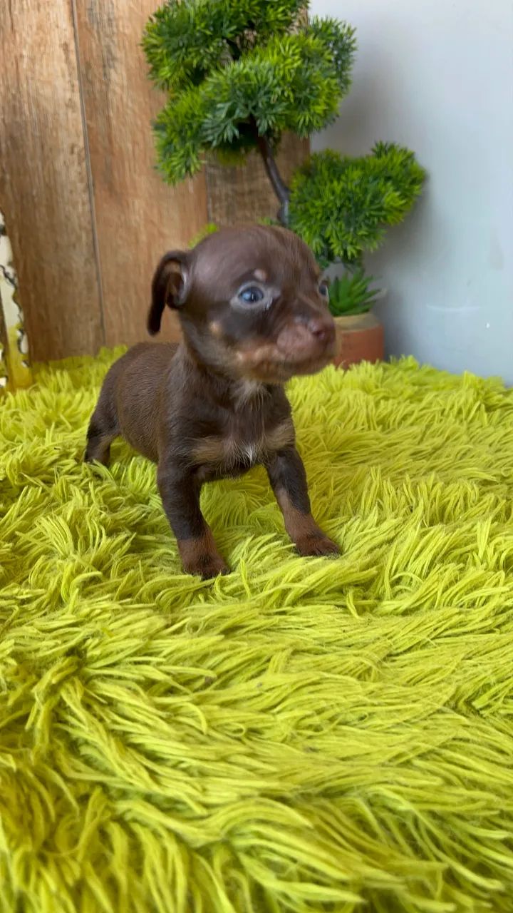 Pinscher chocolate 