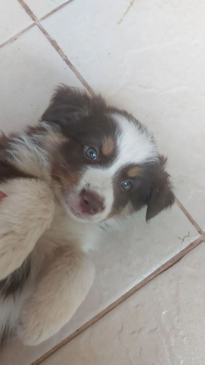 Filhotes de border collie.  - Foto 2