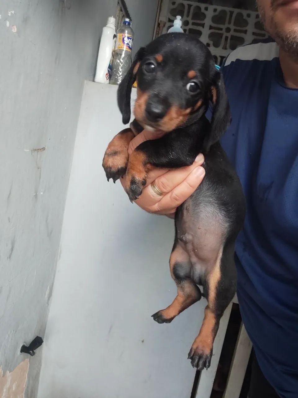 Filhotes de Dachshund - Foto 5