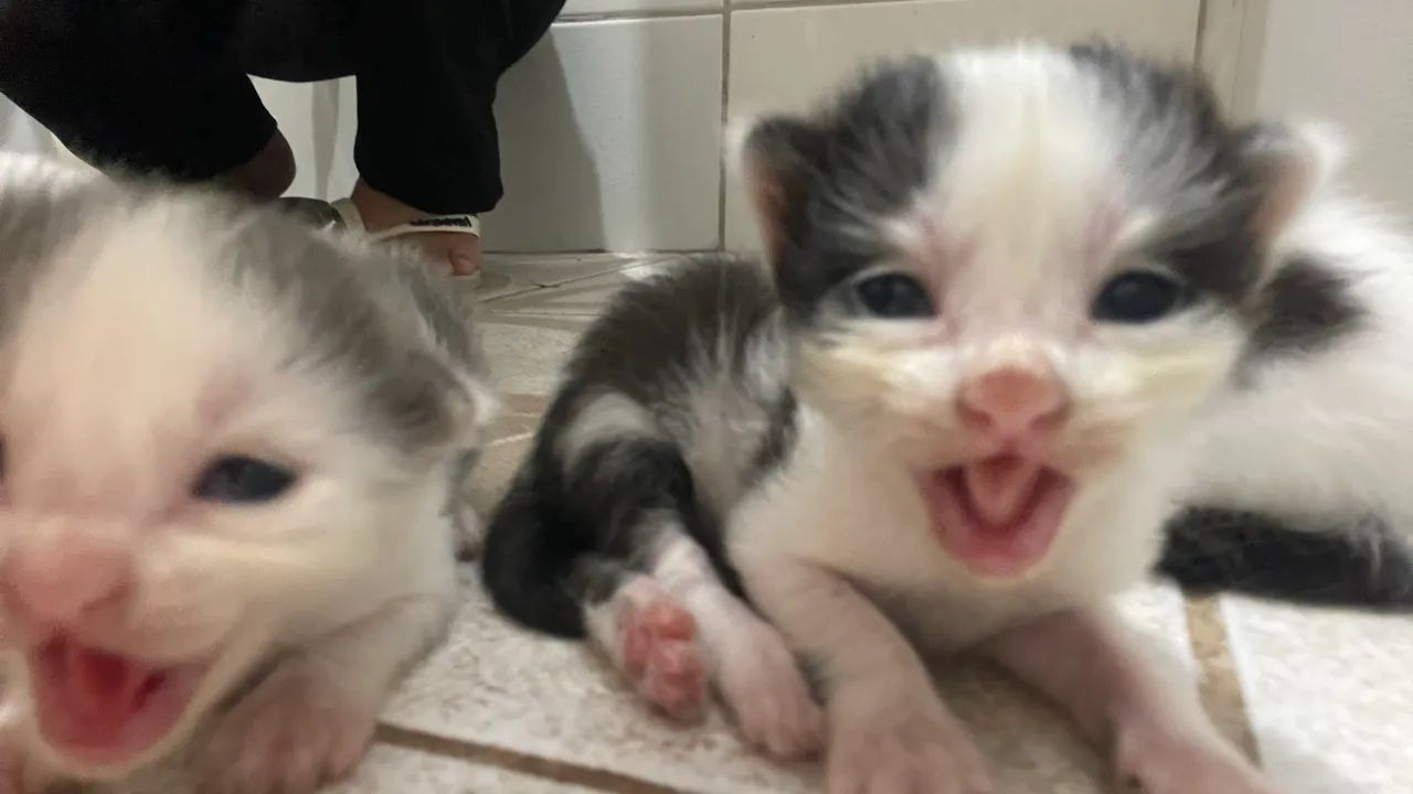 Gatinhos para adoção responsável - Foto 4