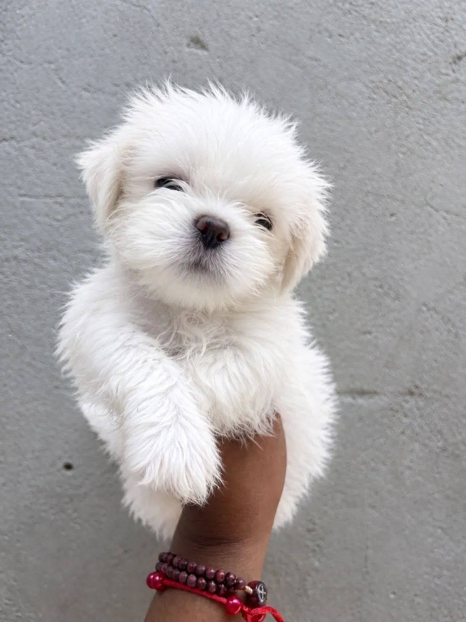 Shih tzu macho 