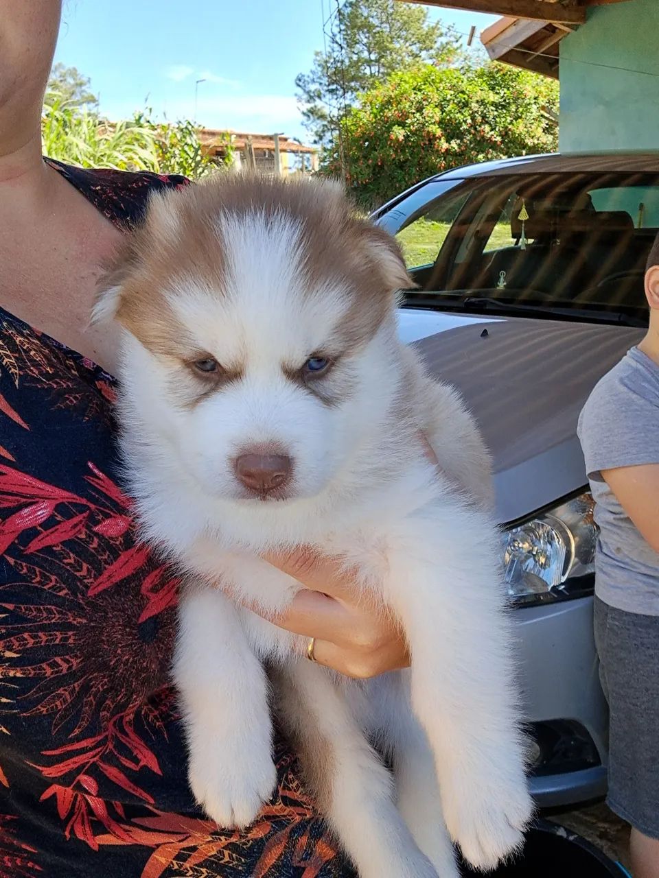 Husky siberiano macho e fêmea  - Foto 3