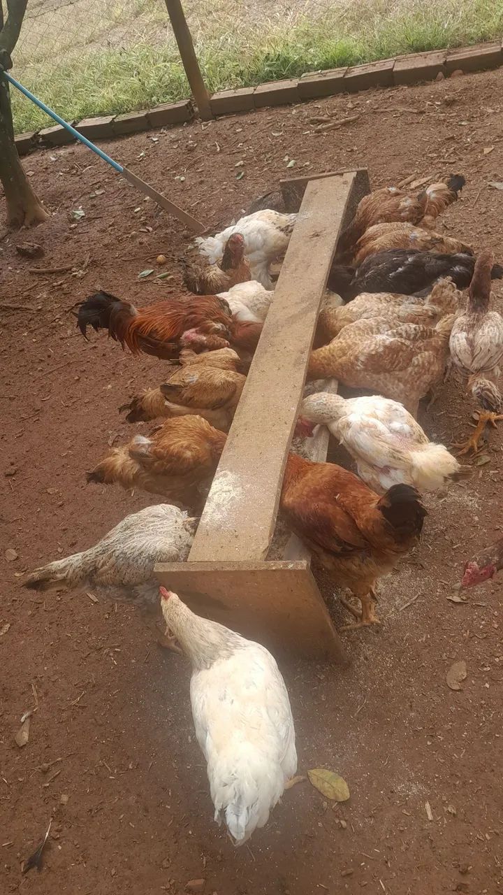 Vendo lote de galinhas barato