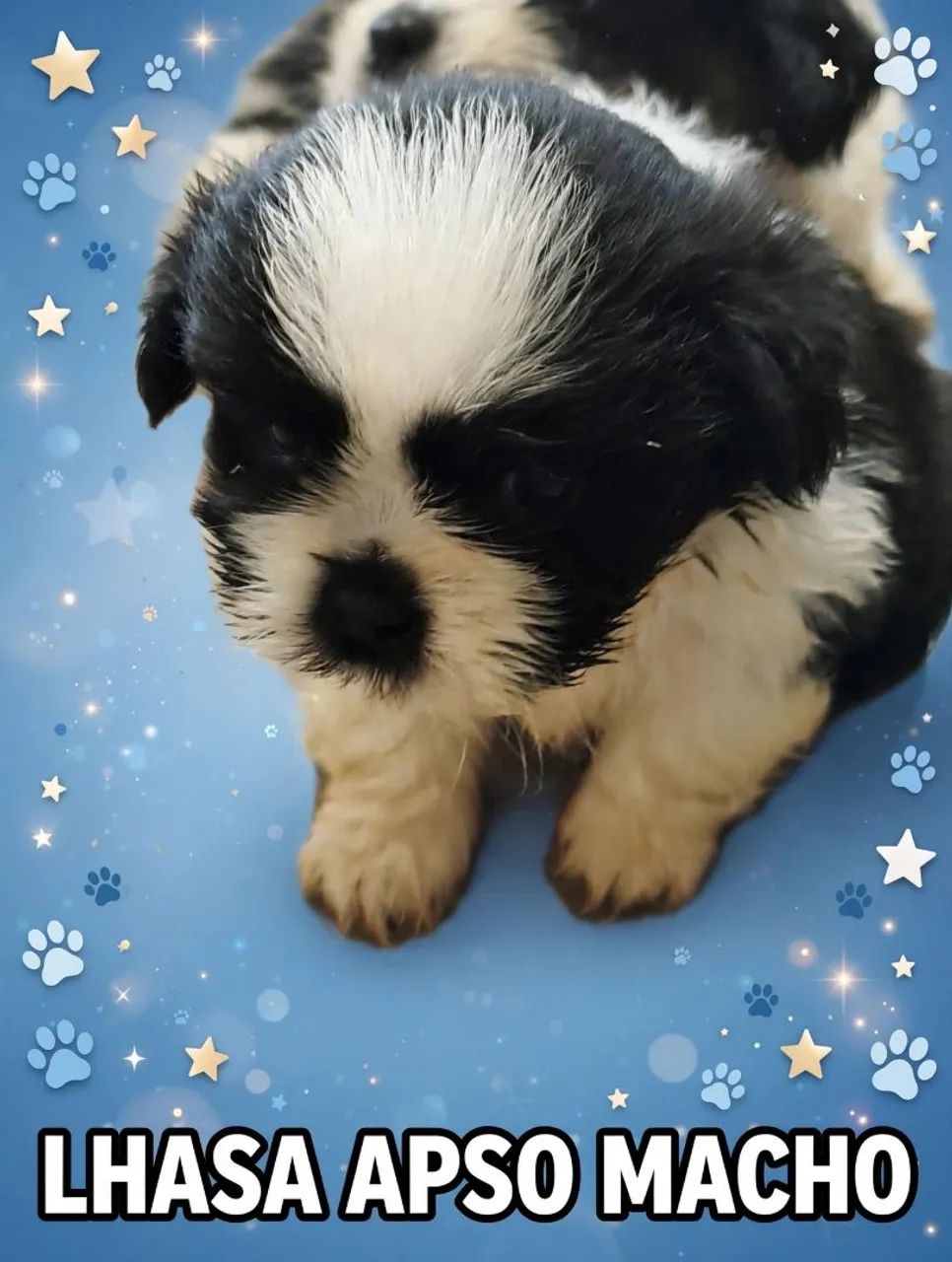 Lhasa apso macho - Foto 5
