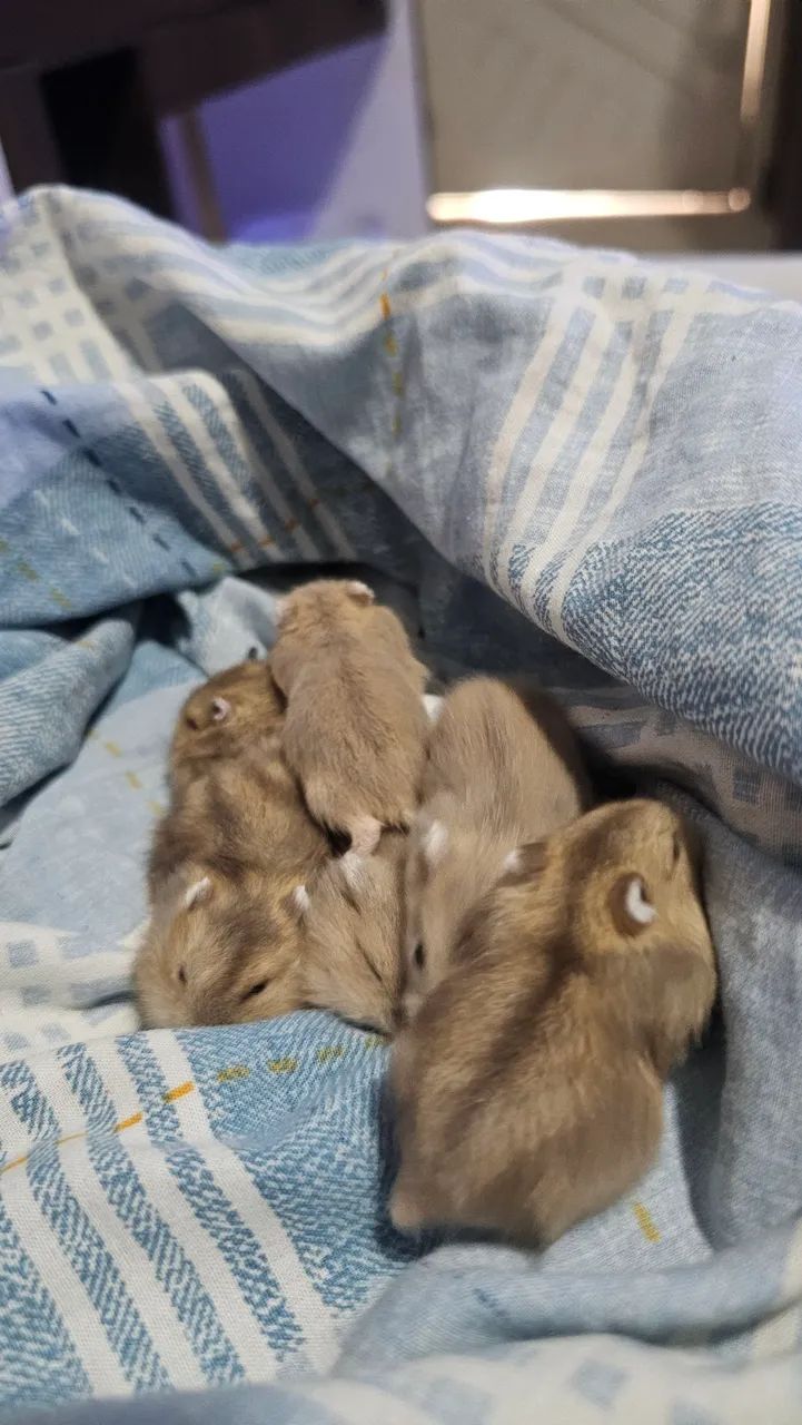 Hamster anão russo - Foto 2