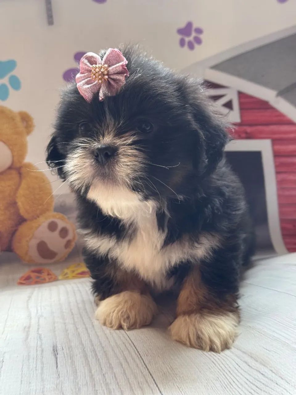 Lhasa apso com garantia  - Foto 4