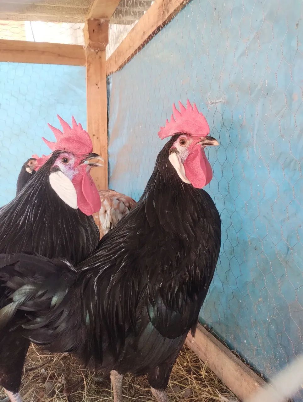 Frango cara de palhaço  - Foto 2