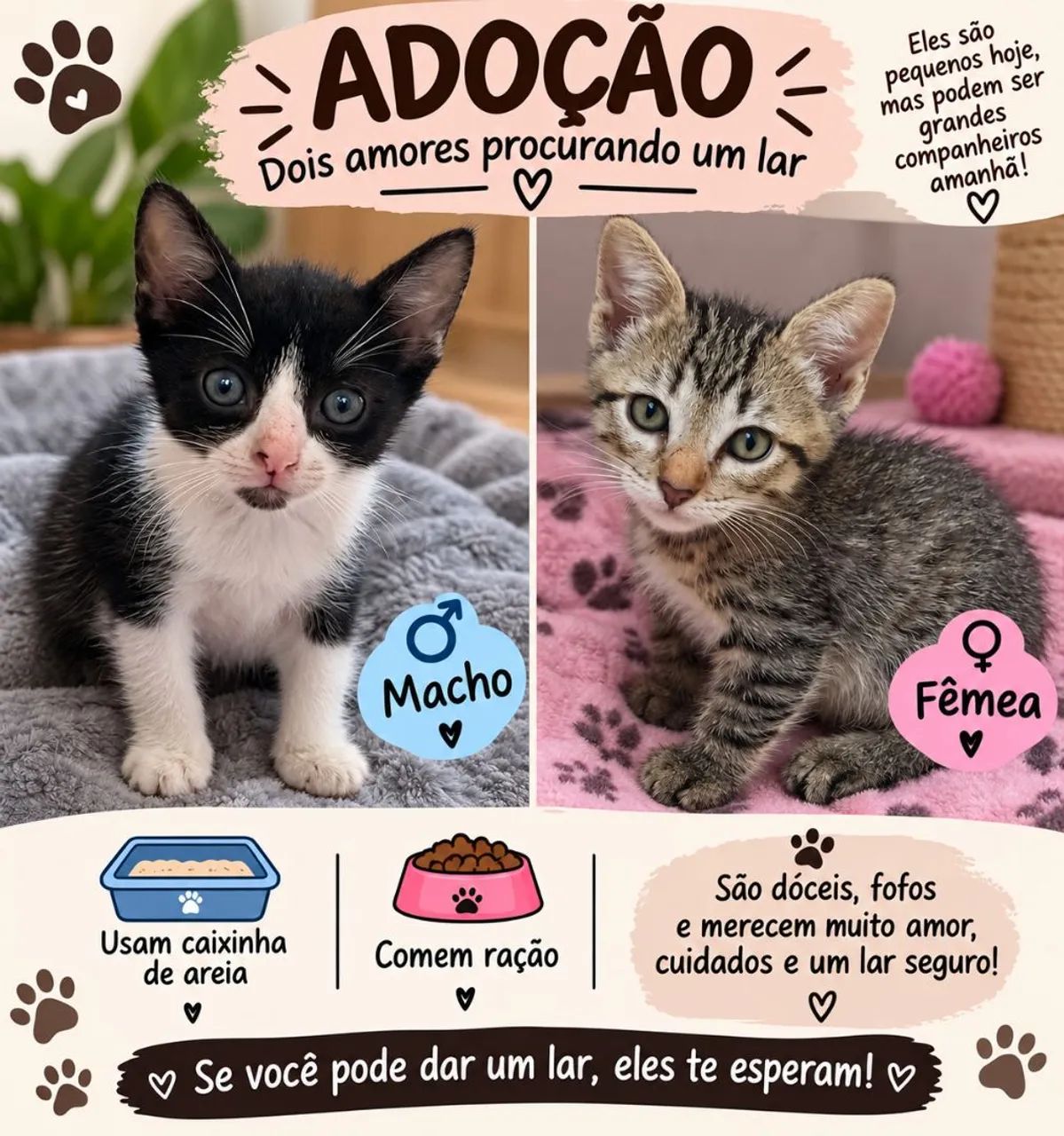 Adote um gatinho