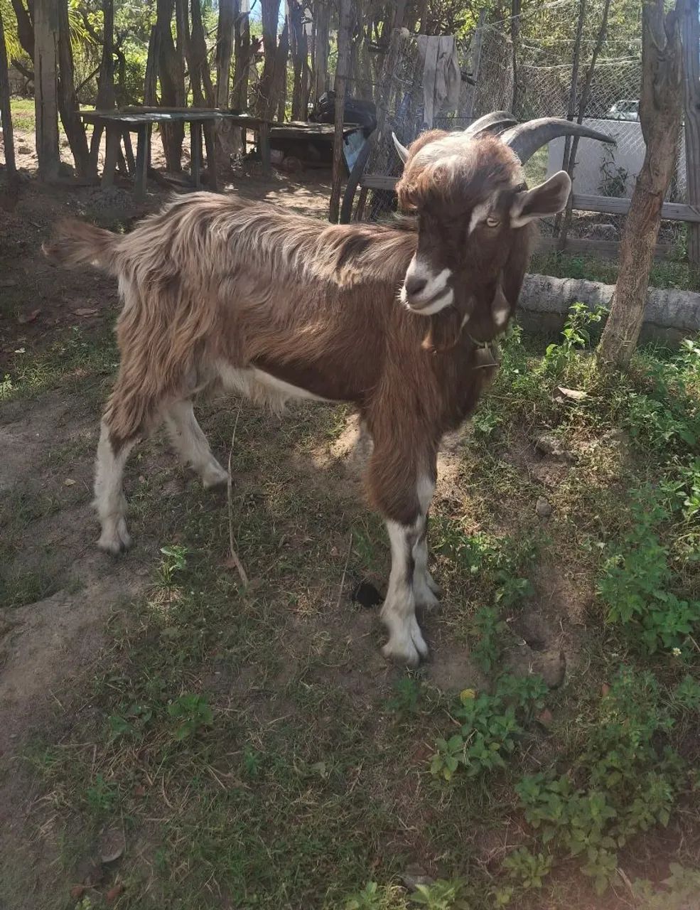 Bode de raça novinho com muita genética 