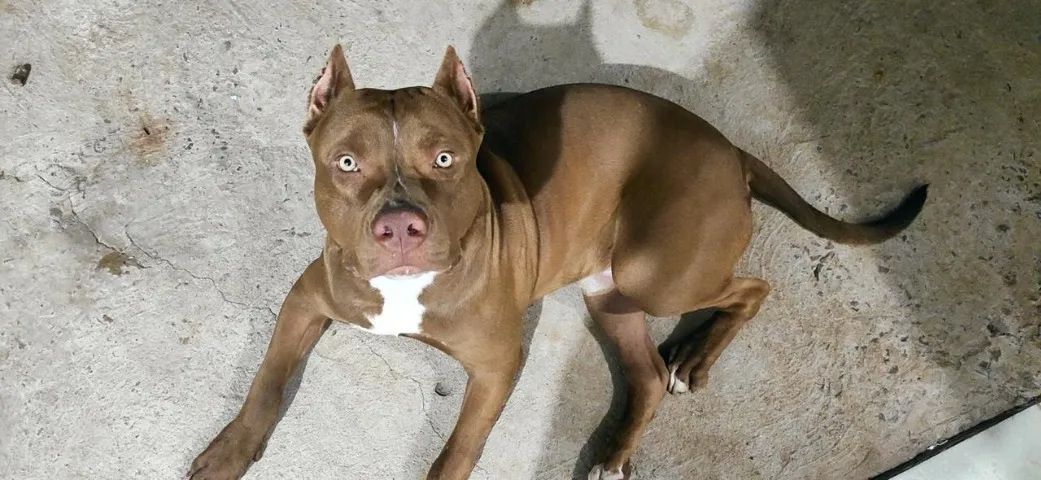 DOAÇÃO RESPONSÁVEL - PITBULL MACHO