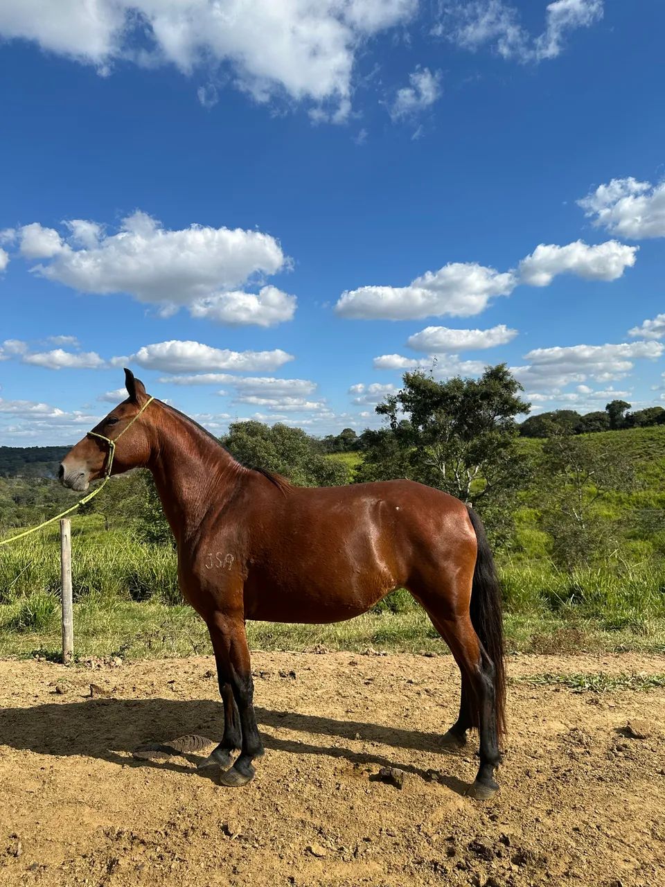 ÉGUA MANGALARGA  - Foto 2