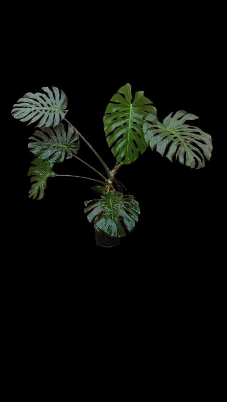 Costela de adão Monstera deliciosa - Foto 4
