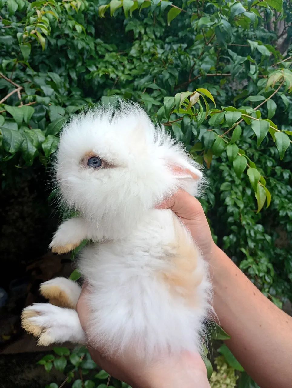 Filhotes de coelho mini lion - Foto 5