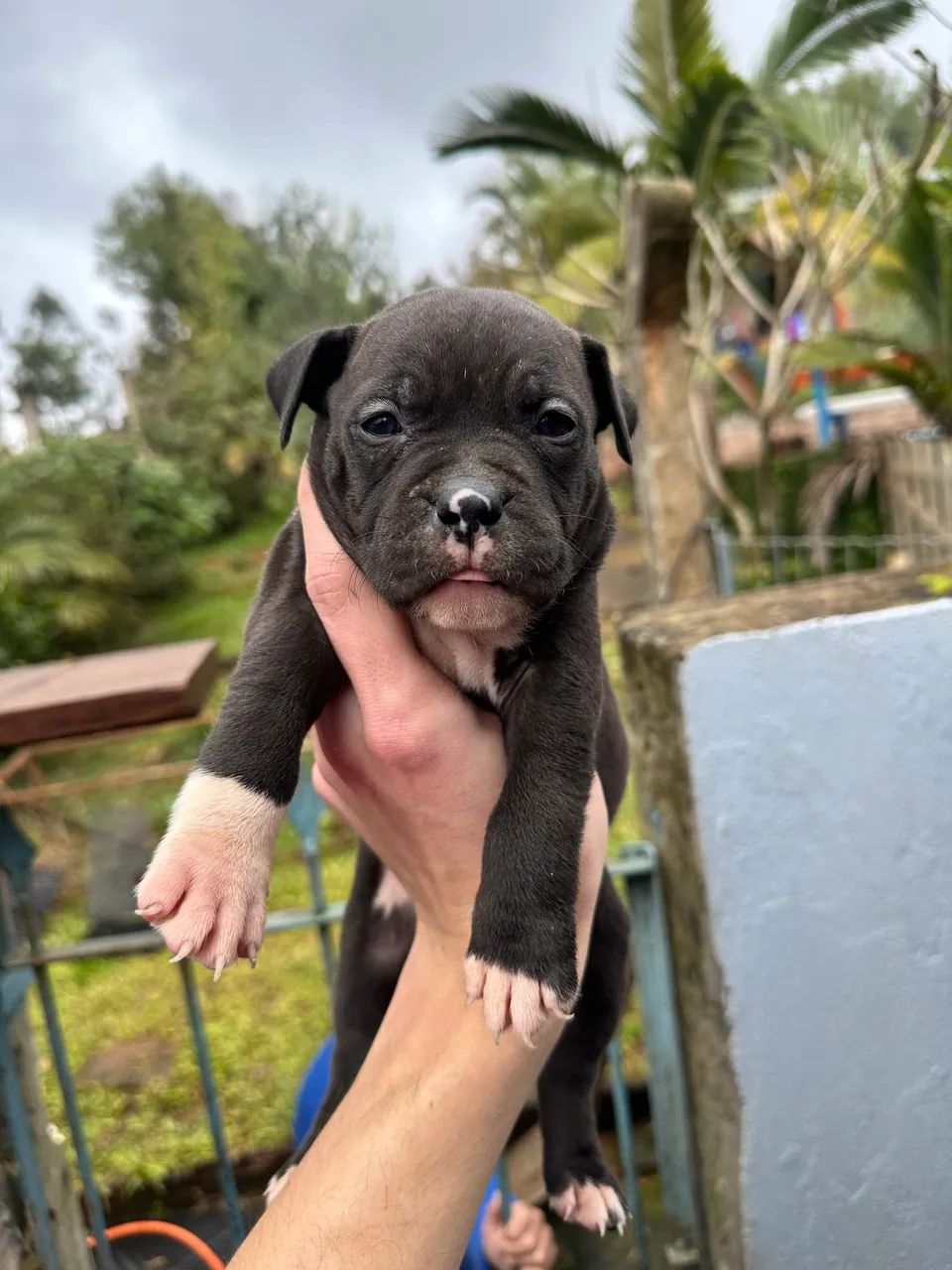Pitbull AMSTAFF - Foto 5
