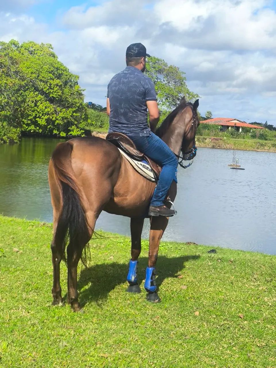Vende- se cavalo iniciado na direita!! No preço animal sem defeito! - Foto 6