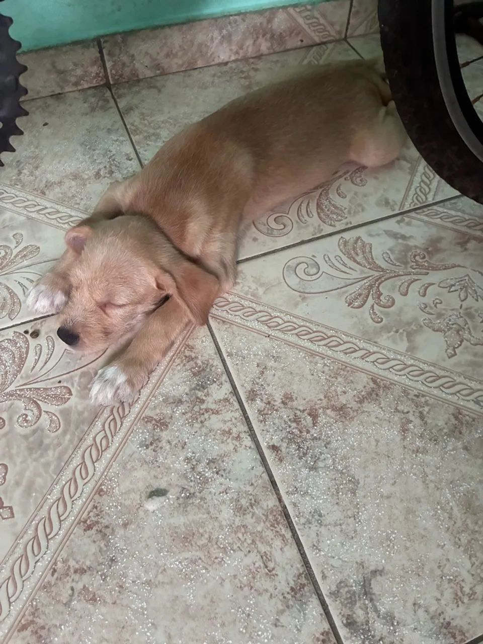Adoção  - Foto 4