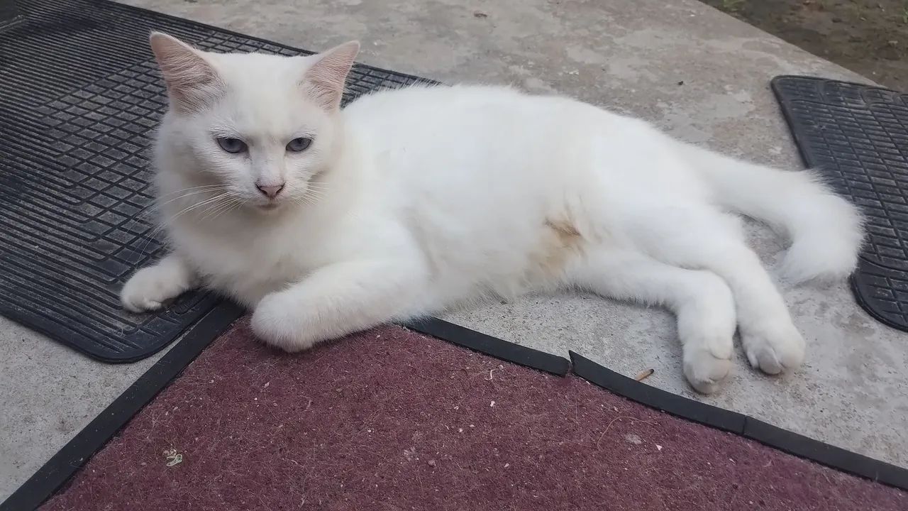 GATINHA ADULTA CASTRADA PARA ADOÇÃO  - Foto 2