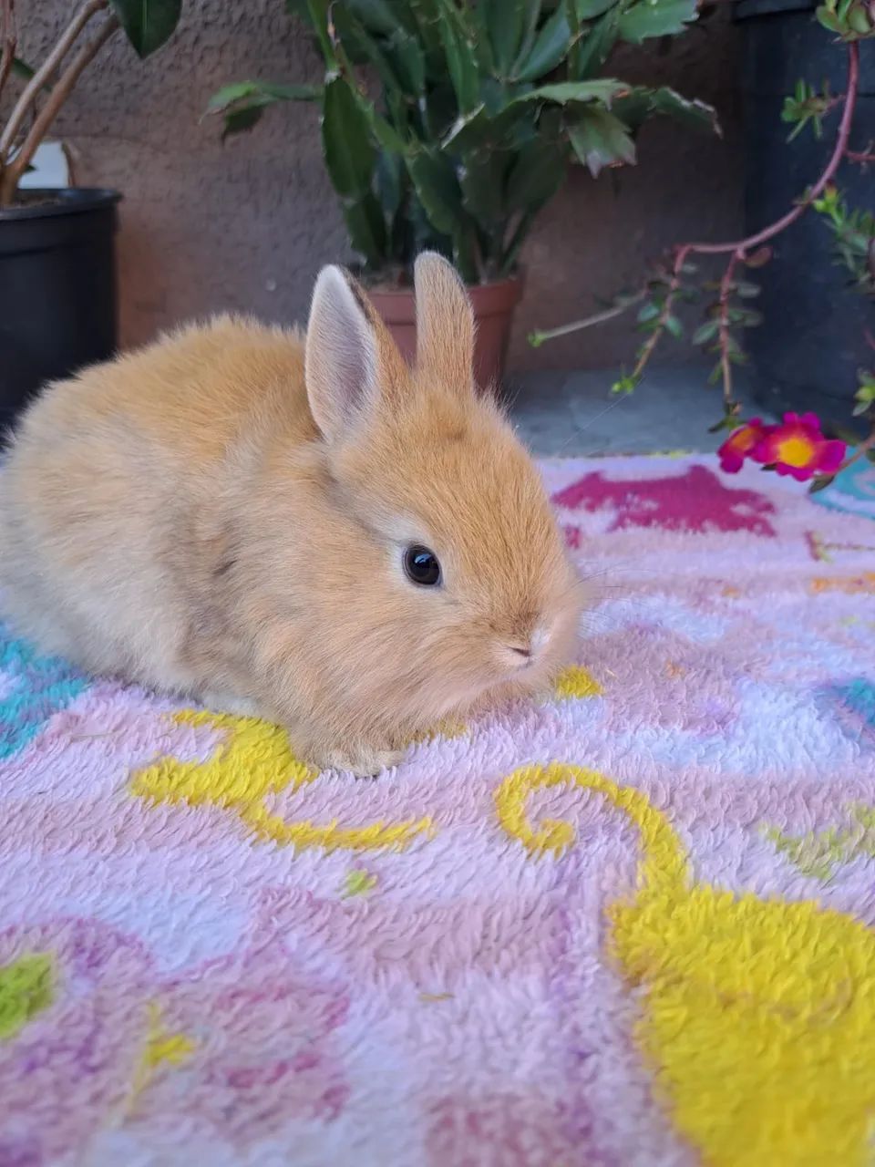 Mini coelho 