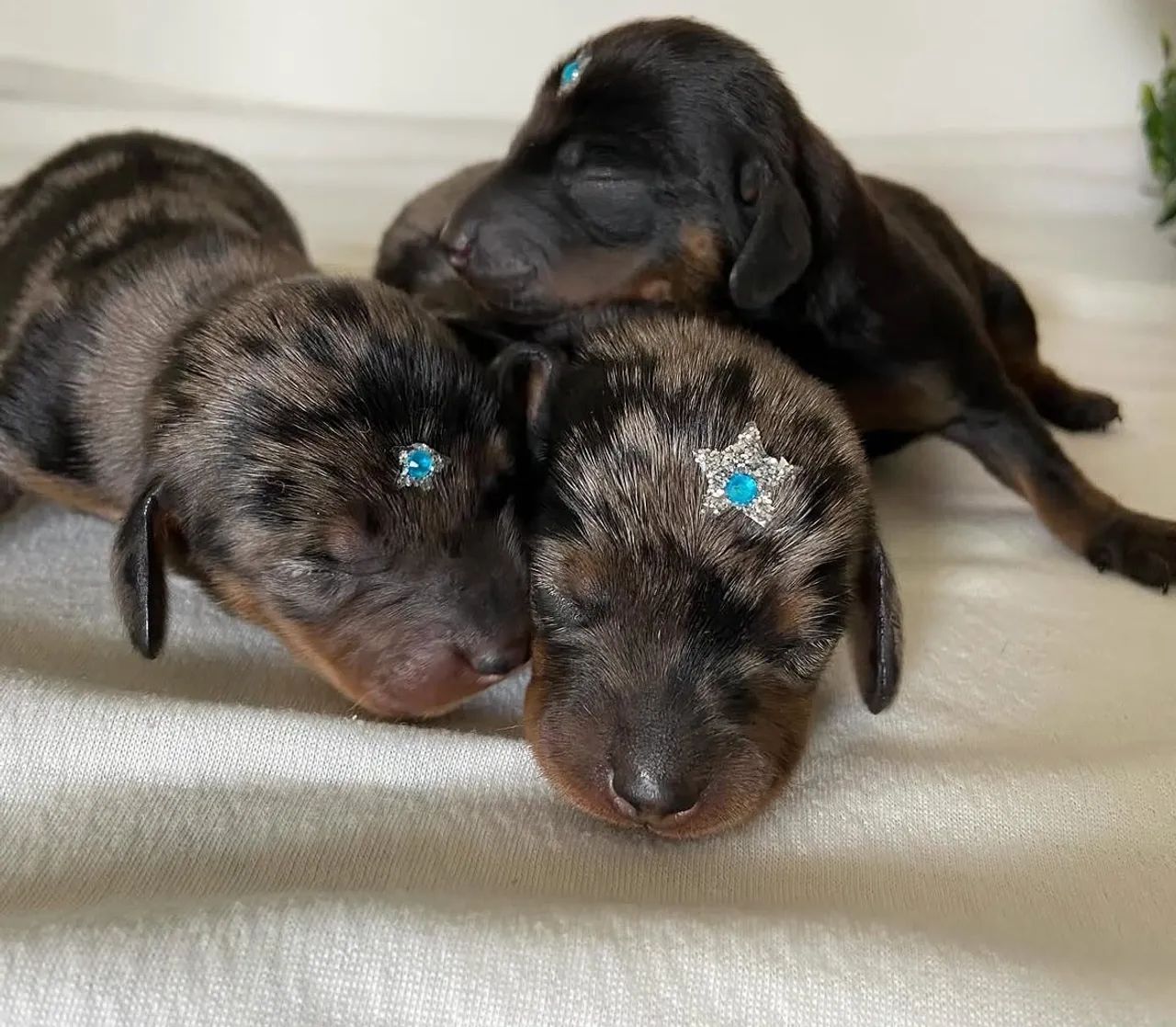Dachshund Kanichen  - Foto 5