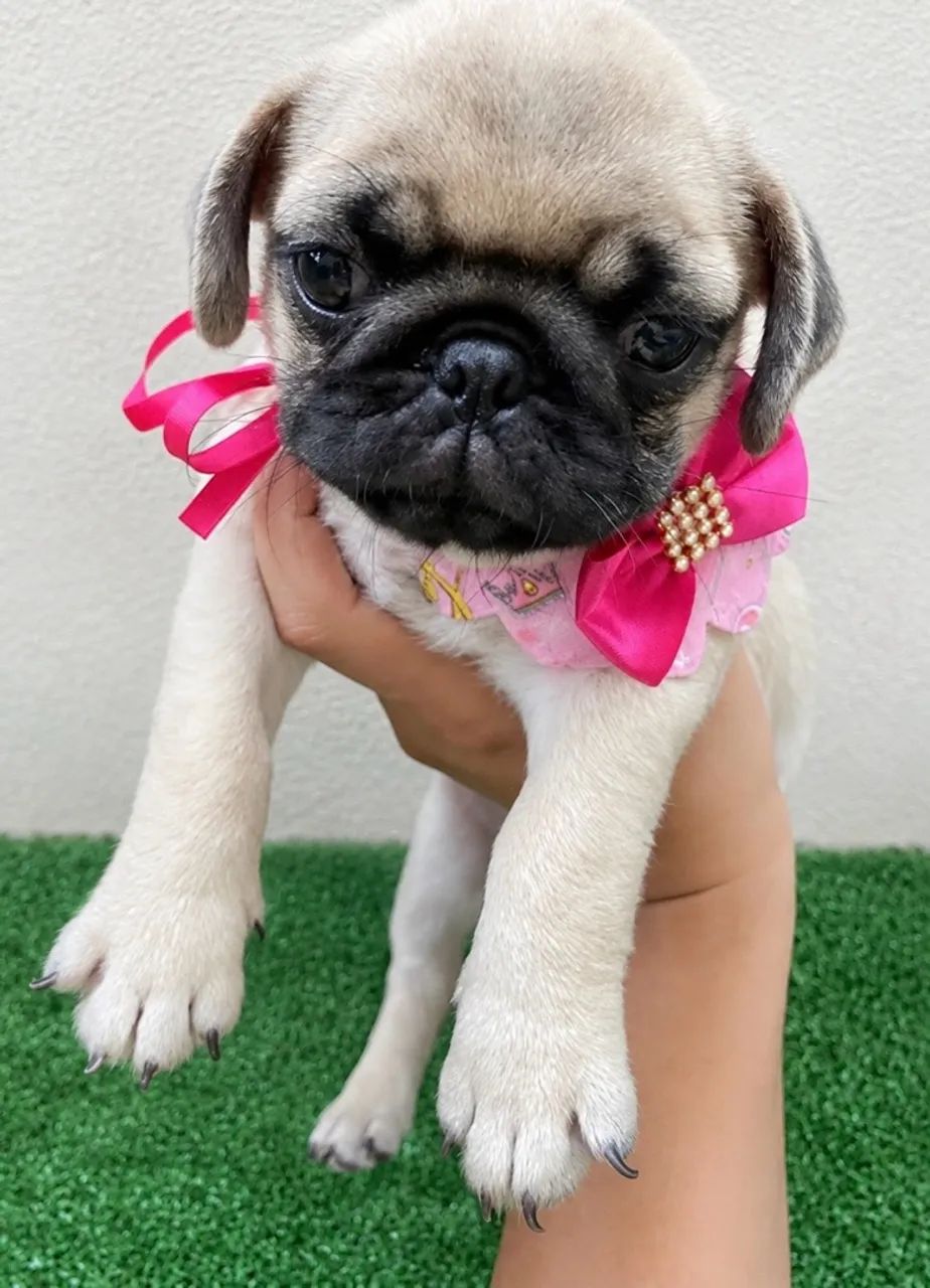 Pug Fêmea