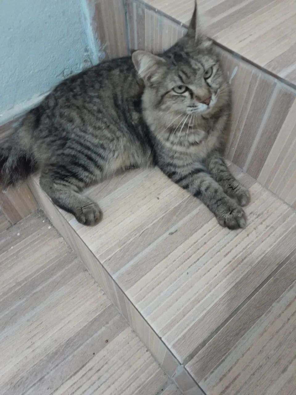 Adoção Responsável  - Foto 2