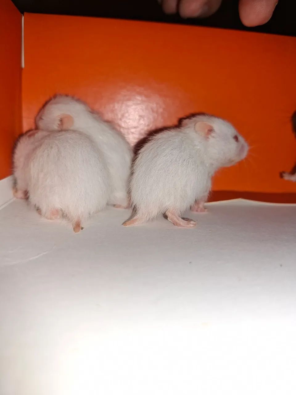 Hamster a venda  - Foto 5