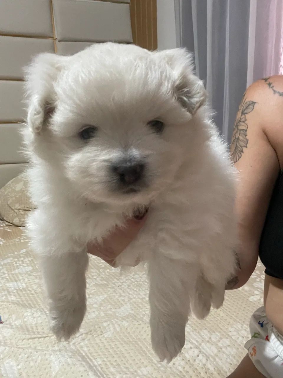 Vende filhote de Spitz 
