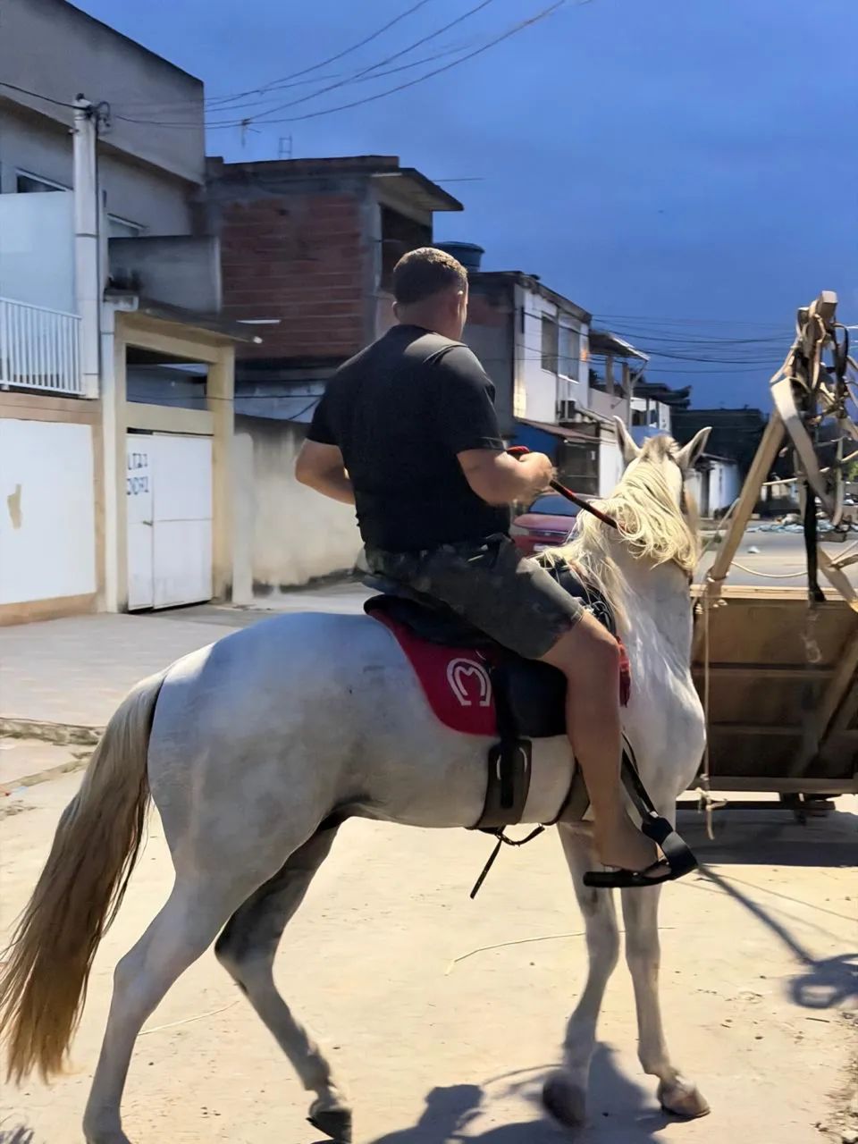 Cavalo - Foto 5