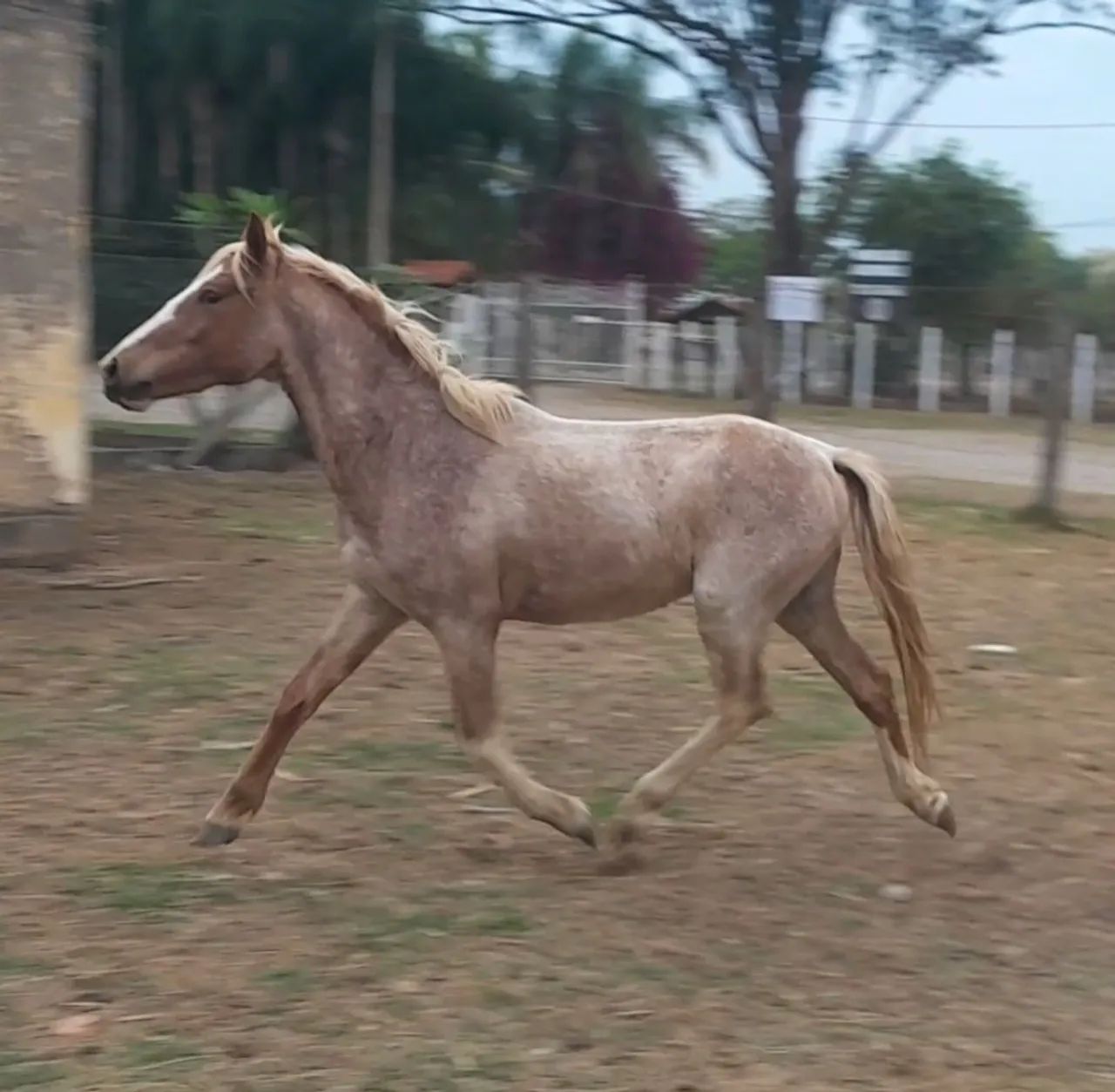 Cavalo e mula - Foto 6