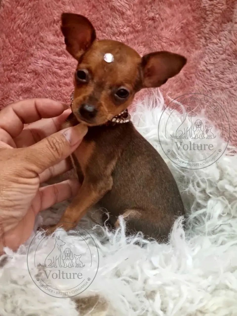 Pinscher zero minis