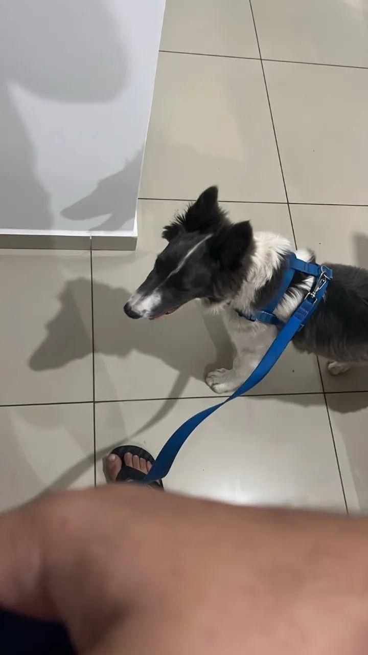 Border collie  - Foto 2