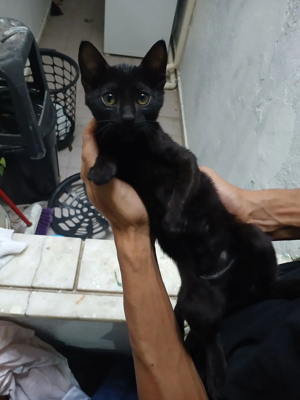 Gato macho filhote.