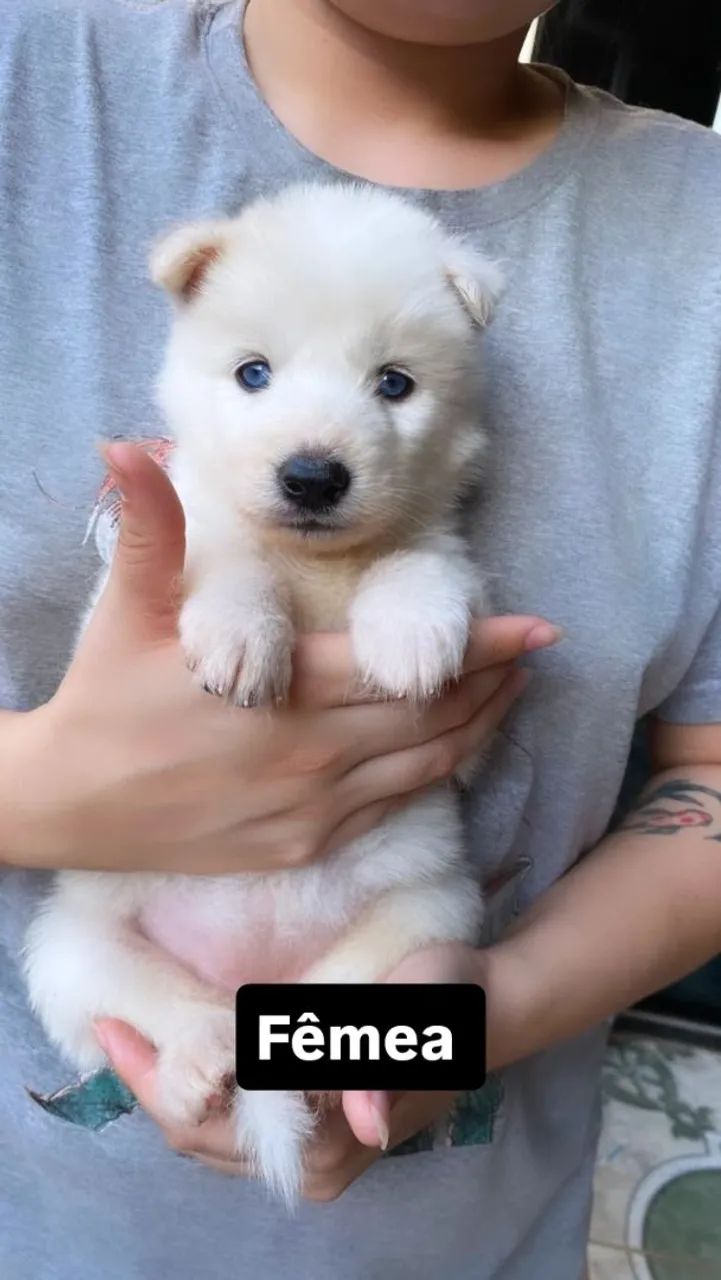 Lindos Husky siberiano  - Foto 3