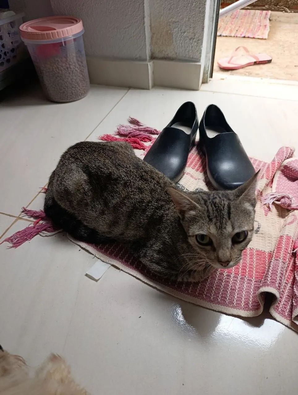 Doação dessa gatinha - Foto 3