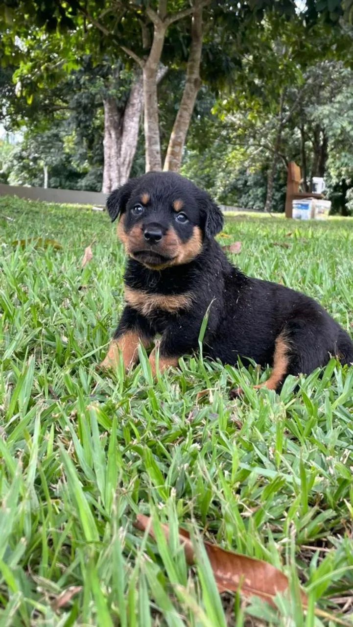 Rottweiler  - Foto 4