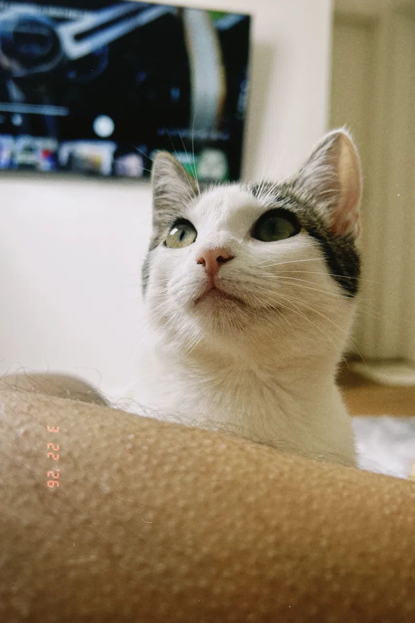 Doa-se gatos  - Foto 2