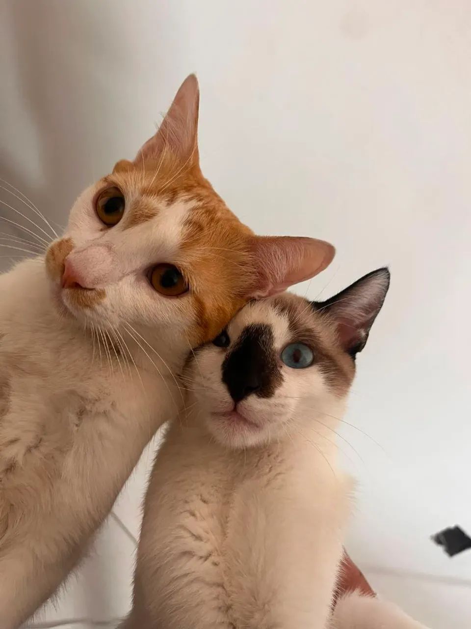 2 gatinhos macho 