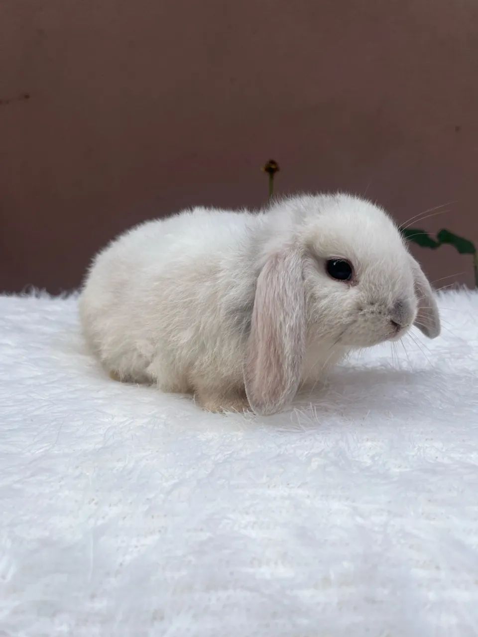 Mini coelho  - Foto 2