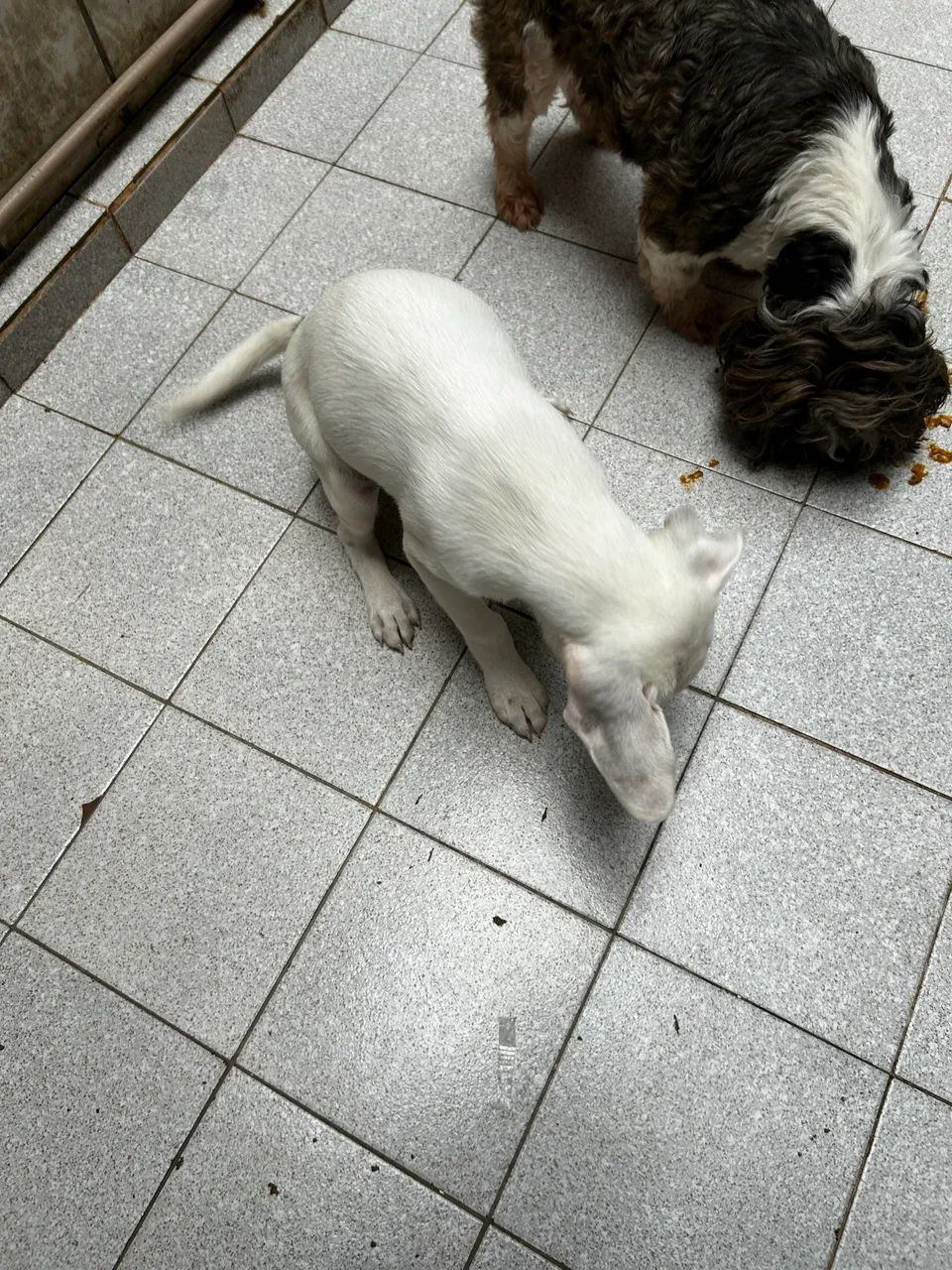 Cachorro adoção 