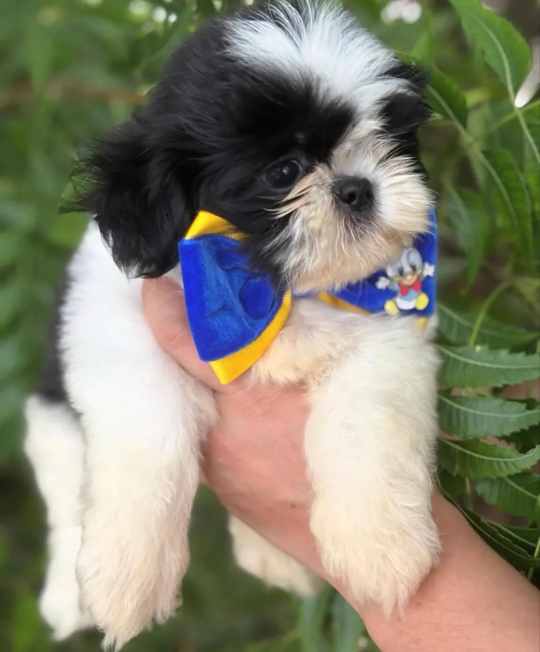 Shih tzu - Foto 2