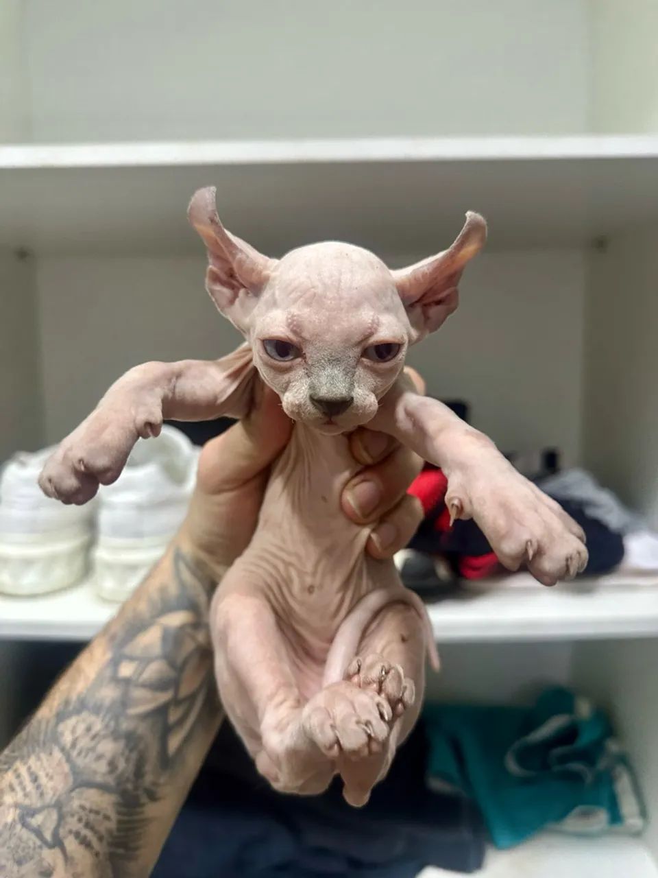 Sphynx elfo  - Foto 2